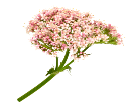 Valerian Root